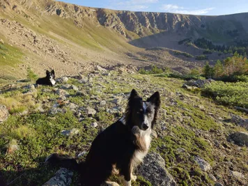 Two black and white dogs sitting on a rocky, grassy hillside with a mountainous landscape in the background under a clear sky