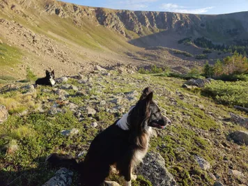 Two black and white dogs sitting on a rocky mountain meadow with steep cliffs in the background under a blue sky