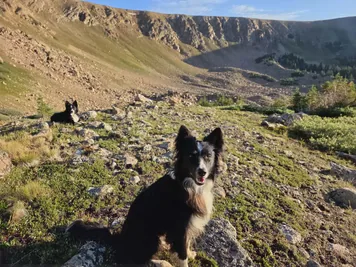Two black and white dogs on a rocky mountain slope with sparse greenery and trees in the background