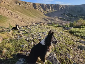 Two black and white dogs resting on a rocky and grassy mountain slope under a clear sky
