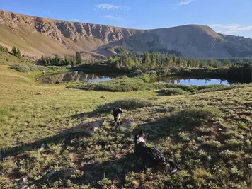 Two black and white dogs resting and standing on a grassy hillside near a small lake with a forest and rocky mountain ridge in the background