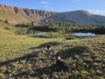 Two black and white dogs in a grassy mountainous landscape near two small reflective ponds with rocky cliffs and pine trees in the background
