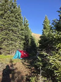 Small red and blue tent pitched among tall evergreen trees under a clear blue sky